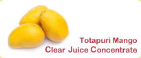 Totapuri Mango Frozen Clear Juice Concentrate