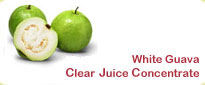 White Guava Frozen Clear Juice Concentrate