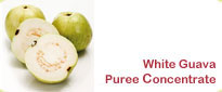 White Guava Puree Concentrate